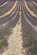 Sweeping patterns in rows of lavender in field in major growing area near town of Valensole.crop scent scented fragrance fragrant flower flowering herb European French Western Europe Agriculture Colo...