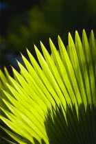 Detail of upright green palm leavesBeaches Resort Sand Sandy Scenic Seaside Shore Tourism West Indies Caribbean Windward Islands Beaches Resort Sand Sandy Scenic Seaside Shore Tourism West Indies Ca...