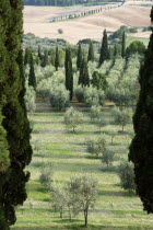 Countryside of the Val D Orcia around the town with olive groves and cypress tree wind breaks with arable farmland of wheatfields beyondEuropean Italia Italian Southern Europe Toscana Tuscan Cultivat...