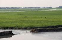 Breached embankment and rice fieldsAsia Asian Bangladeshi Farming Agraian Agricultural Growing Husbandry  Land Producing Raising Scenic Asia Asian Bangladeshi Farming Agraian Agricultural Growing Hu...