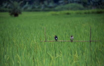 Birds in rice field.Asia Asian Bangladeshi Farming Agraian Agricultural Growing Husbandry  Land Producing Raising Asia Asian Bangladeshi Farming Agraian Agricultural Growing Husbandry  Land Producin...