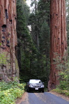 Car driving between 2 giant sequoia trees. Automobile Automotive Cars Motorcar North America Two United States of America American Automobiles Automvil Autos National Park Northern The Golden State...