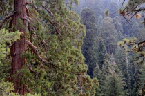 View into sequoia forestNorth America United States of America American National Park Northern The Golden State North America United States of America American National Park Northern The Golden Stat...