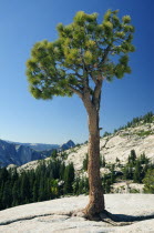 Pine & mountain views at Olmsted Pointportrait North America United States of America American National Park Northern The Golden State portrait North America United States of America American Nation...