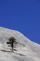 Moutain & single tree  view from Tioga Roadportrait North America One individual Solo Lone Solitary United States of America 1 American National Park Northern Single unitary The Golden State portrai...