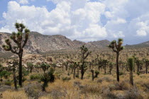 View of Covington Flats from Hidden Valley  Joshua Tree National ParkJTPS American Destination Destinations North America Northern United States of America Scenic The Golden State