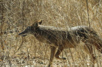 Coyote  Griffith ParkValley & Pasadena American Destination Destinations North America Northern United States of America LA The Golden State