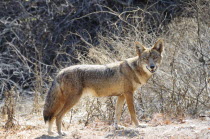 Coyote  Griffith ParkValley & Pasadena American Destination Destinations North America Northern United States of America LA The Golden State