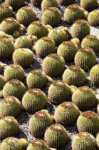 Cacti & Exhibitions Pavilion  Getty Centre. Cactus plantsWest American Center Destination Destinations North America Northern Pavillion United States of America The Golden State