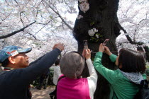 Chiyoda - Chidorigafuchi Park  two women use cell phones to take photo of cherry blossoms  man using digital cameraAsia Asian TreesFlowersFestivalMobileMatsuriJapanese Nihon Nippon 2 Cellular Fem...