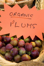 Findon village Sheep Fair Basket of organic plums.Great Britain Northern Europe UK United Kingdom British Isles European