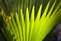 Pattern of backlit fanned palm leaves in Clifton.Beaches Resort Sand Sandy Scenic Seaside Shore Tourism West Indies Caribbean Destination Destinations Sand Sandy Beach Tourism Seaside Shore Tourist T...