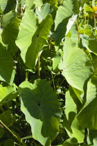 Callaloo crop detail of leaves.Caribbean Destination Destinations Grenadian Greneda West Indies Grenada Farming Agraian Agricultural Growing Husbandry  Land Producing Raising