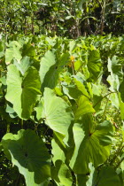 Callaloo crop growing beside a banana plantation.Caribbean Destination Destinations Grenadian Greneda West Indies Grenada Farming Agraian Agricultural Growing Husbandry  Land Producing Raising