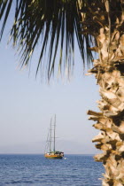 View across clear water towards Gulet boat at anchor from beside palm tree on edge of shoreline in foreground.Turkish Aegean coastmediterraneanresortformerly HalicarnassusHalikarnasregion of Car...