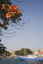 Fishing boat entering Kos Town harbour in late afternoon.  Branch of red flowering shrub in foreground.Greek IslandsAegeanMediterraneanKossummerseasonholidayDestination Destinations Ellada Eur...