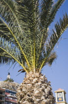 Detail of palm tree top with part view of hotel facade and clock tower behind.TurkishAegeancoastresortSummersunshineearly Summer seasonholidaydestinationdestinations ElladaEuropeanSouthern...