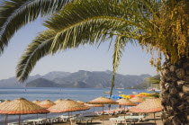 Lines of parasols and sunbeds for hire along beach with palm tree in foreground and views across bay beyond on clear bright early Summer day.formerly Greek Physkos in CariaTurkish Rivieracoastcoas...