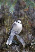 Gray Jay Perisoreus canadensisAmerican Canadian Grey North America Northern