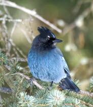 Stellers Jay Cyanocitta stelleriAmerican Canadian North America Northern