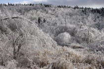 Woodland area frosted over dufing Ice Storm.Winter American North America Northern United States of America Blue Ecology Entorno Environmental Environnement Gray Green Issues