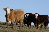 England, East Sussex, South Downs, Agriculture, Farming, Animals, Cattle, Cows Grazing in the fields.