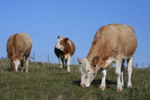 England, East Sussex, South Downs, Agriculture, Farming, Animals, Cattle, Cows Grazing in the fields.