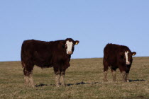 England, East Sussex, South Downs, Agriculture, Farming, Animals, Cattle, Cows Grazing in the fields.