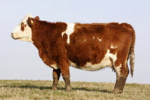 England, East Sussex, South Downs, Agriculture, Farming, Animals, Cattle, Cow Grazing in the fields.