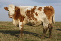 England, East Sussex, South Downs, Agriculture, Farming, Animals, Cattle, Cow Grazing in the fields.