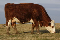 England, East Sussex, South Downs, Agriculture, Farming, Animals, Cattle, Cow Grazing in the fields.