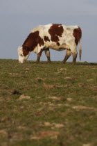 England, East Sussex, South Downs, Agriculture, Farming, Animals, Cattle, Cow Grazing in the fields.