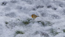 IRELAND, County Roscommon, Boyle, Lough Key Forest Park, Robin in the snow. 