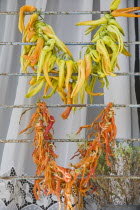 Turkey, Aydin Province, Kusadasi, Strings of brightly coloured chilies drying in late afternoon summer sunshine over window bars of house in the old town.