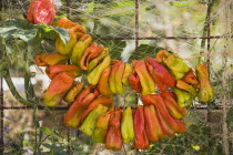 Turkey, Aydin Province, Kusadasi, Strings of brightly coloured chilies hung up to dry in late afternoon summer sunshine.