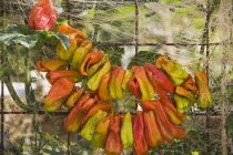 Turkey, Aydin Province, Kusadasi, Strings of brightly coloured chilies hung up to dry in late afternoon summer sunshine.