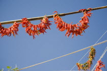 Turkey, Aydin Province, Kusadasi, Strings of brightly coloured chilies hanging up to dry in late afternoon summer sunshine in the old town against cloudless blue sky.