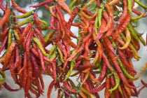 Turkey, Aydin Province, Kusadasi, Strings of brightly coloured chilies hanging up to dry in late afternoon summer sunshine.  