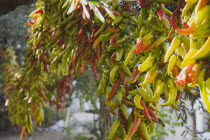 Turkey, Aydin Province, Kusadasi, Strings of brightly coloured chilies hanging up to dry in late afternoon summer sunshine.  