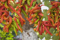 Turkey, Izmir Province, Selcuk, Ephesus, Strings of red and green Capsicum annuum cultivars of chillies hanging up to dry in sun.