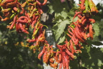 Turkey, Izmir Province, Selcuk, Ephesus, Strings of brightly coloured Capsicum annuum cultivars of chillies hanging up to dry in late afternoon summer sun.  