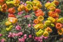 Turkey, Izmir Province, Selcuk, Ephesus, Strings of brightly coloured Capsicum annuum cultivars chillies hanging up to dry in late afternoon summer sun.  