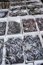 Albania, Tirane, Tirana, Display of fish in the Avni Rustemi Market.