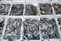 Albania, Tirane, Tirana, Display of fish for sale in the Avni Rustemi market.