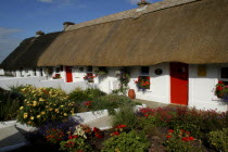 Ireland, County, Waterford, Dunmore East, Row of traditional small thatched cottages with red doors and flowers gardens.