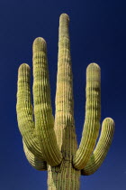 USA, Arizona, Saguaro National Park, Cactus Plants.