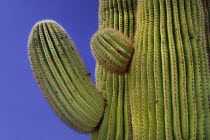 USA, Arizona, Saguaro National Park, Cactus Plants.