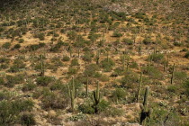 USA, Arizona, Saguaro National Park, Cactus Plants.