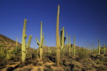 USA, Arizona, Saguaro National Park, Cactus Plants.