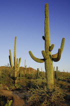 USA, Arizona, Saguaro National Park, Cactus Plants.